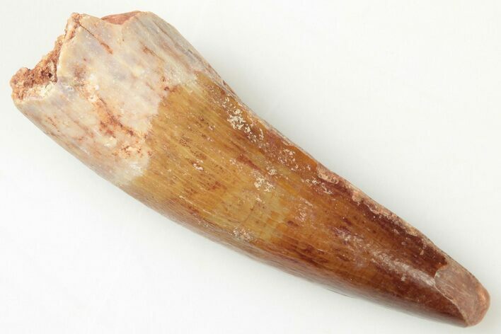 Baby Spinosaurus Tooth - Real Dinosaur Tooth #200927